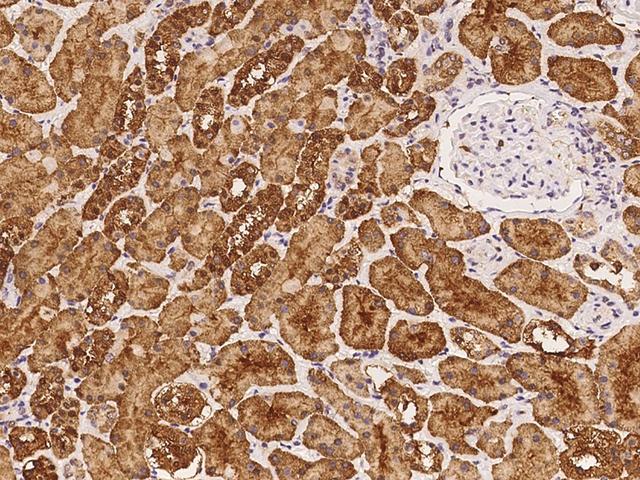 TSG / TWSG1 Antibody - Immunochemical staining of human TWSG1 in human kidney with rabbit polyclonal antibody at 1:100 dilution, formalin-fixed paraffin embedded sections.