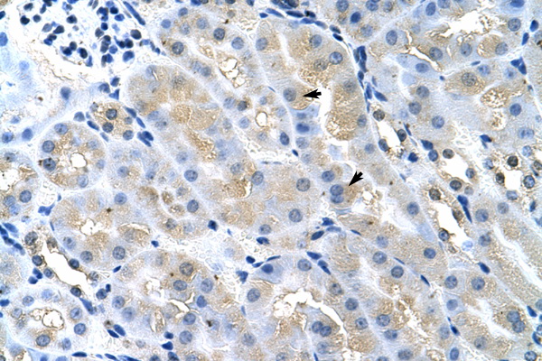 TSG101 Antibody - TSG101 antibody ARP37310_T100-NP_068684-TSG101 Antibody IHC of formalin-fixed, paraffin-embedded Mouse Kidney. Positive label: Epithelial cells of renal tubule indicated with arrows. Antibody concentration 4-8 ug/ml. Magnification 400X.  This image was taken for the unconjugated form of this product. Other forms have not been tested.