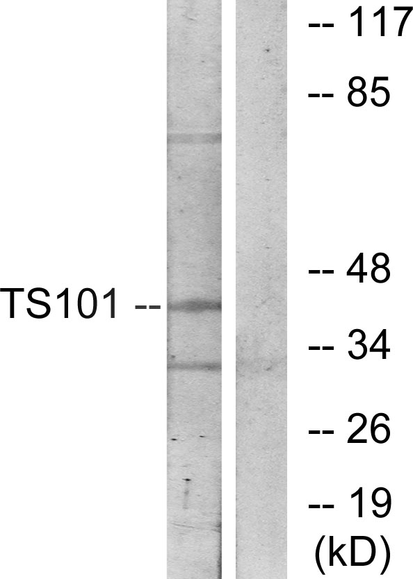 TSG101 Antibody - Western blot analysis of lysates from COS7 cells, using TS101 Antibody. The lane on the right is blocked with the synthesized peptide.