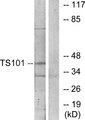 TSG101 Antibody - Western blot analysis of lysates from COS7 cells, using TS101 Antibody. The lane on the right is blocked with the synthesized peptide.