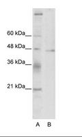 TSG101 Antibody - A: Marker, B: HepG2 Cell Lysate.  This image was taken for the unconjugated form of this product. Other forms have not been tested.