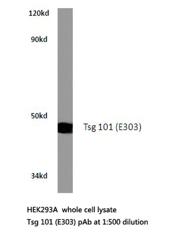 TSG101 Antibody - Western blot of Tsg 101 (E303) pAb in extracts from HEK293A cells.