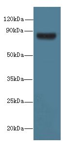 TSGA10 Antibody - Western blot. All lanes: TSGA10 antibody at 1.5 ug/ml+ U251 whole cell lysate Goat polyclonal to rabbit at 1:10000 dilution. Predicted band size: 81 kDa. Observed band size: 81 kDa.