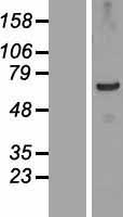 TSGA10IP Protein - Western validation with an anti-DDK antibody * L: Control HEK293 lysate R: Over-expression lysate