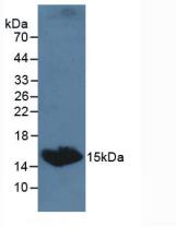 TSHB / TSH-Beta Antibody - Western Blot; Sample: Canine Serum.