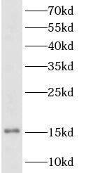TSHB / TSH-Beta Antibody - HT-29 cell lysate were subjected to SDS PAGE followed by western blot with TSHB antibody at dilution of 1:500