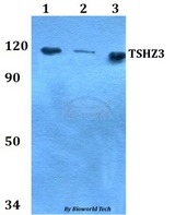TSHZ3 Antibody - Western blot of TSHZ3 antibody at 1:500 dilution. Lane 1: MCF-7 whole cell lysate. Lane 2: Raw264.7 whole cell lysate. Lane 3: PC12 whole cell lysate.