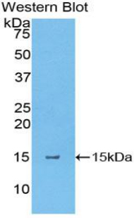 TSLP Antibody - Western blot of recombinant TSLP.  This image was taken for the unconjugated form of this product. Other forms have not been tested.