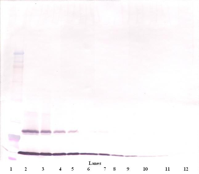 TSLP Antibody - Western Blot (non-reducing) of TSLP antibody. This image was taken for the unconjugated form of this product. Other forms have not been tested.
