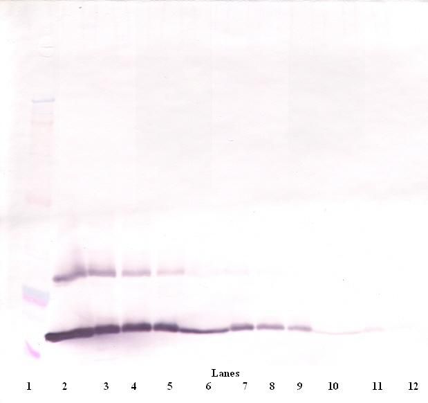 TSLP Antibody - Western Blot (reducing) of TSLP antibody. This image was taken for the unconjugated form of this product. Other forms have not been tested.