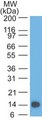 TSLP Antibody - Western Blot: TSLP Antibody (55N1E3) - Analysis of TSLP partial recombinant protein (amino acids 27-158) using TSLP antibody at 0.5 ug/ml.  This image was taken for the unconjugated form of this product. Other forms have not been tested.