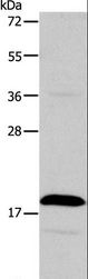 TSLP Antibody - Western blot analysis of Jurkat cell, using TSLP Polyclonal Antibody at dilution of 1:850.