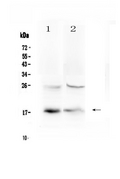 TSLP Antibody - Western blot - Anti-TSLP Picoband Antibody