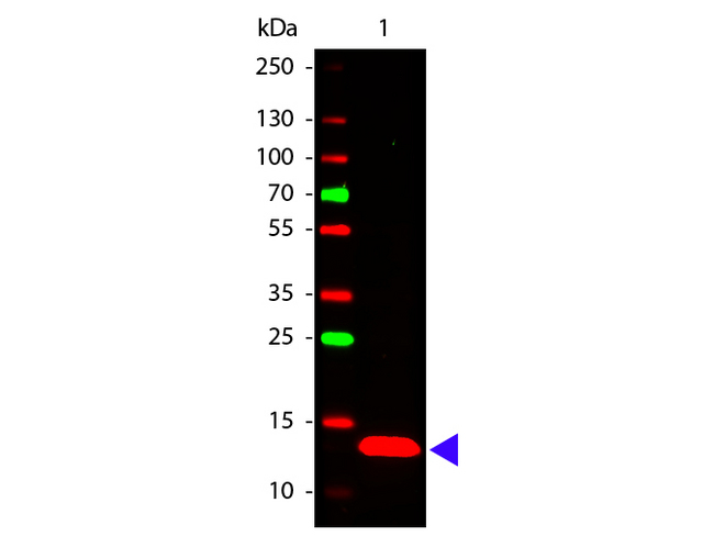 TSLP Antibody - Western Blot of rabbit anti-TSLP antibody. Lane 1: Human TSLP Recombinant Protein. Lane 2: None. Load: 50 ng per lane. Primary antibody: TSLP antibody at 1:1,000 for overnight at 4°C. Secondary antibody: DyLight 649 rabbit secondary antibody at 1:20,000 for 30 min at RT. Block: MB-070 for 30 min at RT. Predicted/Observed size: 13 kDa, 13 kDa for Human TSLP. Other band(s): None.