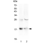 TSLP Antibody - Western blot testing of 1) human HeLa and 2) mouse spleen lysate with TSLP antibody at 0.5ug/ml. Predicted molecular weight ~18 kDa.
