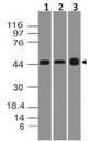 TSLP Antibody - Fig-1: Western blot analysis of TSLP. Anti-TSLPin antibody was used at 4 µg/ml on hHeart, hSKM and mouse embryonic Liver lysates.
