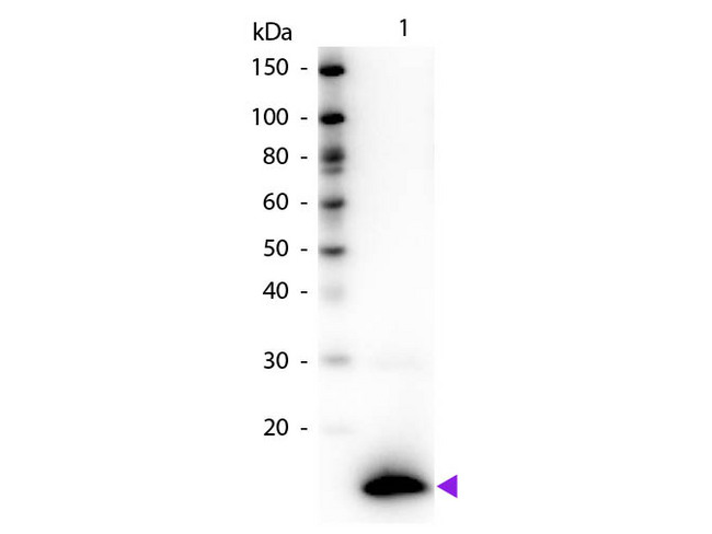 TSLP Antibody - Western blot of Biotin conjugated Rabbit Anti-TSLP primary antibody. Lane 1: Human TSLP. Lane 2: None. Load: 50 ng per lane. Primary antibody: TSLP Biotin conjugated antibody at 1:1,000 for 60 min at RT. Secondary antibody: Peroxidase streptavidin secondary antibody at 1:40,000 for 30 min at RT. Blocking: MB-070 for 30 min at RT. Observed/Predicted size: 13 kDa, 13 kDa for Human TSLP. Other band(s): None. This image was taken for the unconjugated form of this product. Other forms have not been tested.