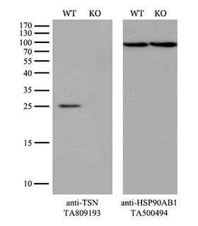 TSN / Translin Antibody - Equivalent amounts of cell lysates  and TSN-Knockout Hela cells  were separated by SDS-PAGE and immunoblotted with anti-TSN monoclonal antibodyThen the blotted membrane was stripped and reprobed with anti-HSP90AB1 antibody  as a loading control. (1:200)