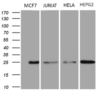 TSN / Translin Antibody - Western blot analysis of extracts. (35ug) from 4 different cell lines by using anti-TSN monoclonal antibody. (1:500)