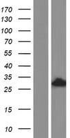 TSN / Translin Protein - Western validation with an anti-DDK antibody * L: Control HEK293 lysate R: Over-expression lysate