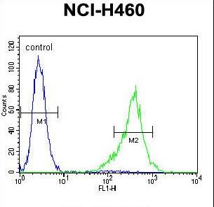 TSNARE1 Antibody - TSNARE1 Antibody flow cytometry of NCI-H460 cells (right histogram) compared to a negative control cell (left histogram). FITC-conjugated goat-anti-rabbit secondary antibodies were used for the analysis.