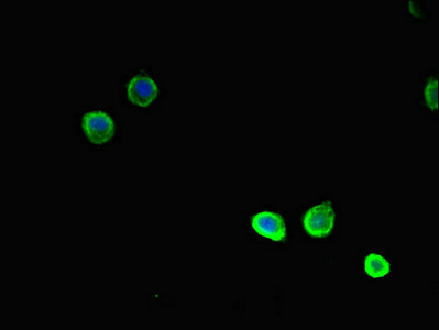 TSNARE1 Antibody - Immunofluorescent analysis of HepG-2 cells diluted at 1:100 and Alexa Fluor 488-congugated AffiniPure Goat Anti-Rabbit IgG(H+L)