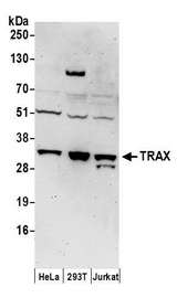 TSNAX / TRAX Antibody - Detection of human TRAX by western blot. Samples: Whole cell lysate (50 µg) from HeLa, HEK293T, and Jurkat cells prepared using NETN lysis buffer. Antibodies: Affinity purified rabbit anti-TRAX antibody used for WB at 0.4 µg/ml. Detection: Chemiluminescence with an exposure time of 3 minutes.