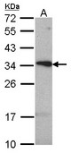 TSPAN1 / TM4SF Antibody - Sample (30 ug of whole cell lysate). A: Hela. 12% SDS PAGE. tetraspan 1 antibody. TSPAN1 / TM4SF antibody diluted at 1:1000.