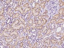 TSPAN1 / TM4SF Antibody - Immunochemical staining of human TSPAN1 in human kidney with rabbit polyclonal antibody at 1:100 dilution, formalin-fixed paraffin embedded sections.
