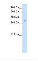 TSPAN12 Antibody - HepG2 cell lysate. Antibody concentration: 0.25 ug/ml. Gel concentration: 12%.  This image was taken for the unconjugated form of this product. Other forms have not been tested.