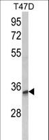 TSPAN12 Antibody - Western blot of TSPAN12 Antibody in T47D cell line lysates (35 ug/lane). TSPAN12 (arrow) was detected using the purified antibody.