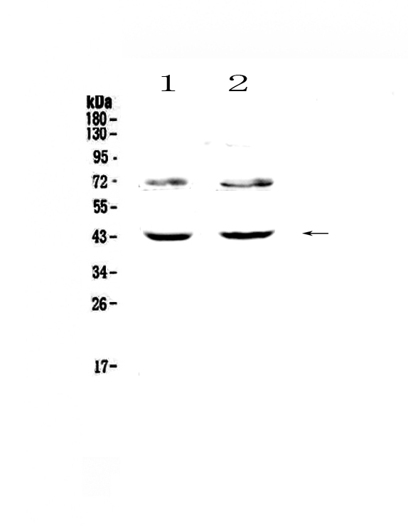 TSPAN12 Antibody - Western blot - Anti-TSPAN12 Picoband antibody