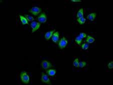 TSPAN18 / TSPAN Antibody - Immunofluorescence staining of Hela cells diluted at 1:100, counter-stained with DAPI. The cells were fixed in 4% formaldehyde, permeabilized using 0.2% Triton X-100 and blocked in 10% normal Goat Serum. The cells were then incubated with the antibody overnight at 4°C.The Secondary antibody was Alexa Fluor 488-congugated AffiniPure Goat Anti-Rabbit IgG (H+L).