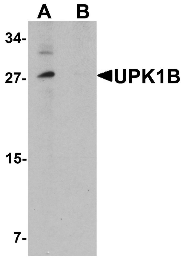 TSPAN20 / UPK1B Antibody - Western blot analysis of UPK1B in mouse bladder tissue lysate with UPK1B antibody at 0.5 ug/ml in the (A) absence and (B) presence of blocking peptide.