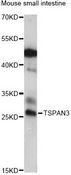 TSPAN3 Antibody - Western blot analysis of extracts of mouse small intestine, using TSPAN3 antibody at 1:1000 dilution. The secondary antibody used was an HRP Goat Anti-Rabbit IgG (H+L) at 1:10000 dilution. Lysates were loaded 25ug per lane and 3% nonfat dry milk in TBST was used for blocking. An ECL Kit was used for detection and the exposure time was 90s.
