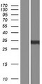 TSPAN3 Protein - Western validation with an anti-DDK antibody * L: Control HEK293 lysate R: Over-expression lysate