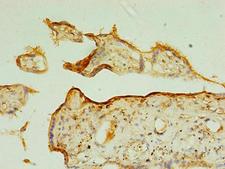 TSPAN31 Antibody - Immunohistochemistry of paraffin-embedded human placenta tissue using TSPAN31 Antibody at dilution of 1:100