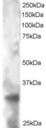TSPAN32 / PHEMX Antibody - Antibody staining (2 ug/ml) of HeLa lysate (RIPA buffer, 30 ug total protein per lane). Primary incubated for 12 hour. Detected by Western blot of chemiluminescence.