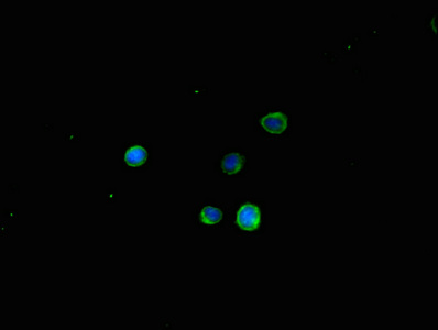 TSPAN32 / PHEMX Antibody - Immunofluorescent analysis of HepG2 cells using TSPAN32 Antibody at dilution of 1:100 and Alexa Fluor 488-congugated AffiniPure Goat Anti-Rabbit IgG(H+L)
