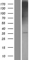 TSPAN32 / PHEMX Protein - Western validation with an anti-DDK antibody * L: Control HEK293 lysate R: Over-expression lysate