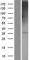 TSPAN32 / PHEMX Protein - Western validation with an anti-DDK antibody * L: Control HEK293 lysate R: Over-expression lysate