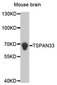 TSPAN33 / PEN Antibody - Western blot analysis of extracts of Mouse brain cells.