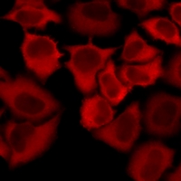 TSPAN7 / CD231 Antibody