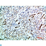 TSPAN7 / CD231 Antibody - Immunohistochemical analysis of paraffin-embedded human-kidney, antibody was diluted at 1:200.