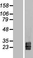 TSPAN9 Protein - Western validation with an anti-DDK antibody * L: Control HEK293 lysate R: Over-expression lysate