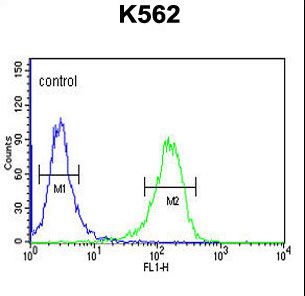 TSPEAR Antibody - C21orf29 Antibody flow cytometry of K562 cells (right histogram) compared to a negative control cell (left histogram). FITC-conjugated goat-anti-rabbit secondary antibodies were used for the analysis.
