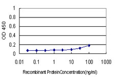 TSPO / PBR Antibody - Detection limit for recombinant GST tagged BZRP is approximately 10 ng/ml as a capture antibody.
