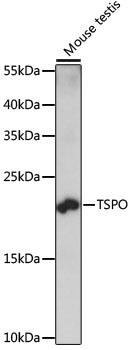 TSPO / PBR Antibody - Western blot analysis of extracts of mouse testis using TSPO Polyclonal Antibody at dilution of 1:1000.