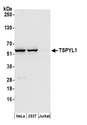 TSPYL1 Antibody - Detection of human TSPYL1 by western blot. Samples: Whole cell lysate (50 µg) from HeLa, HEK293T, and Jurkat cells prepared using NETN lysis buffer. Antibody: Affinity purified rabbit anti-TSPYL1 antibody used for WB at 0.1 µg/ml. Detection: Chemiluminescence with an exposure time of 30 seconds.