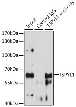 TSPYL1 Antibody - Immunoprecipitation analysis of 200ug extracts of HeLa cells, using 3 ug TSPYL1 antibody. Western blot was performed from the immunoprecipitate using TSPYL1 antibody at a dilition of 1:1000.